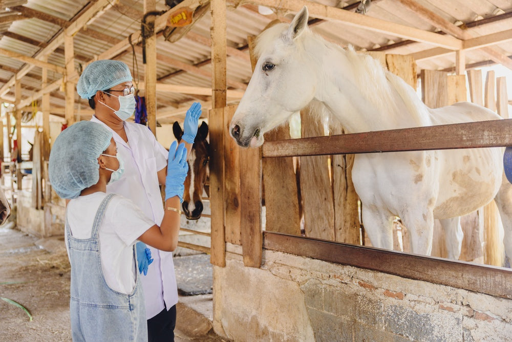 Anthrax in Horses Vet Guide 2025: Risks, Diagnosis & Prevention 🐴⚠️
