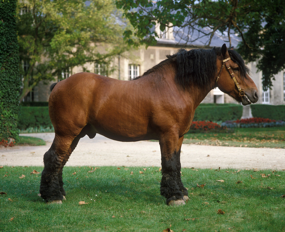 Ardennais Horse: Temperament, Size and Care