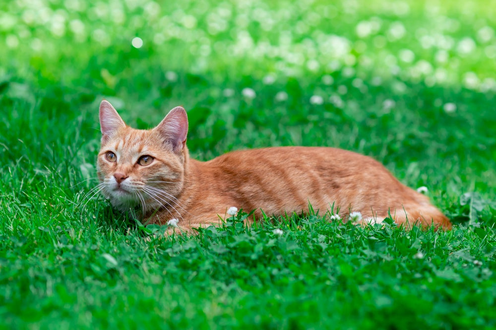 Arsenic Poisoning in Cats: Vet-Approved Guide to Causes, Symptoms & Treatment in 2025 🐱☠️💊