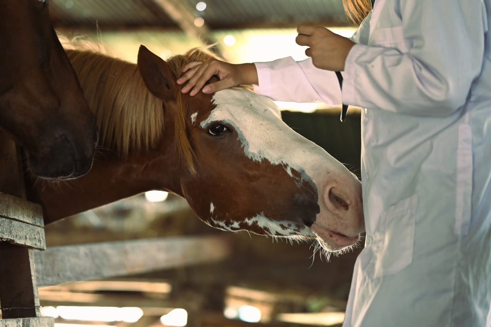 Artificial Insemination in Horses: 2025 Vet Guide by Dr Duncan Houston 🐴🩺