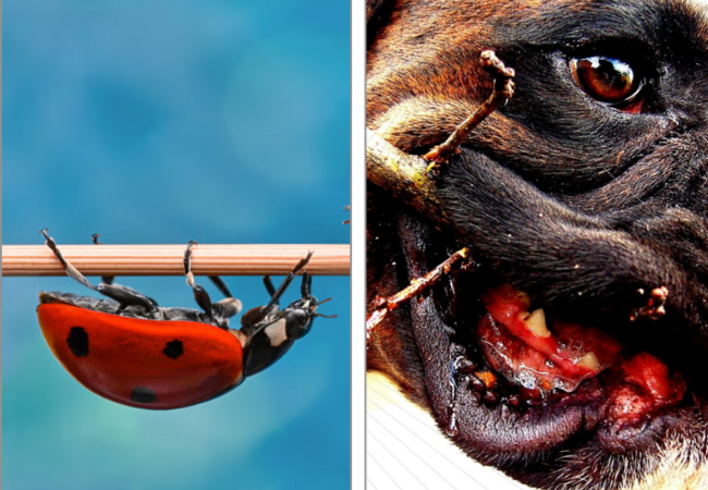 Asian Lady Beetles & Dogs (2025): Vet-Approved Risks & Safety Tips 🐞🐾