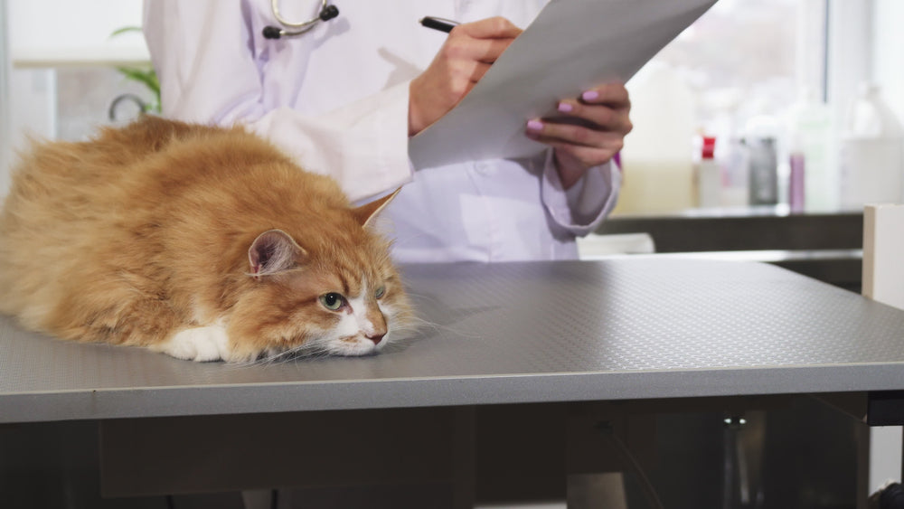 Astrovirus Infection in Cats: Vet Guide 🐱🧬 2025