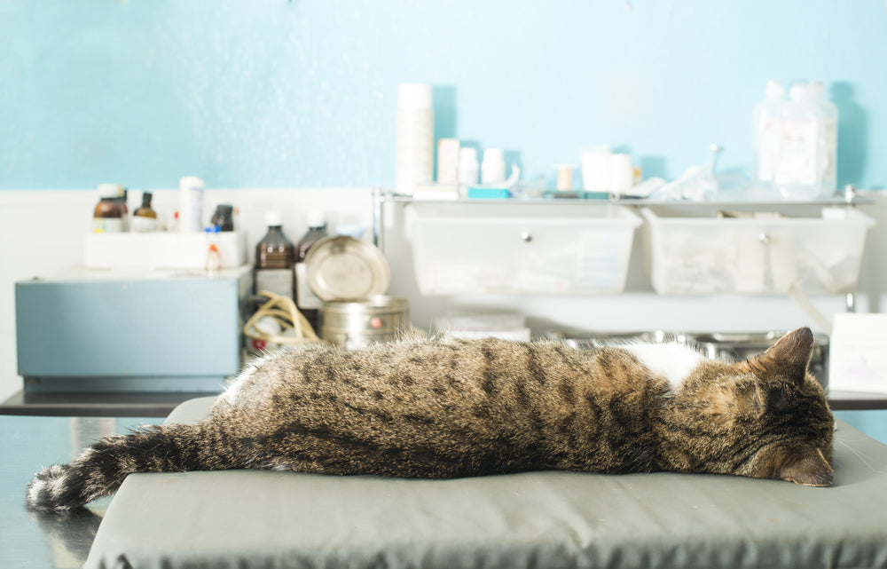 Asystole in Cats: Veterinary CPR & Emergency Care Guide 2025 🐱❤️