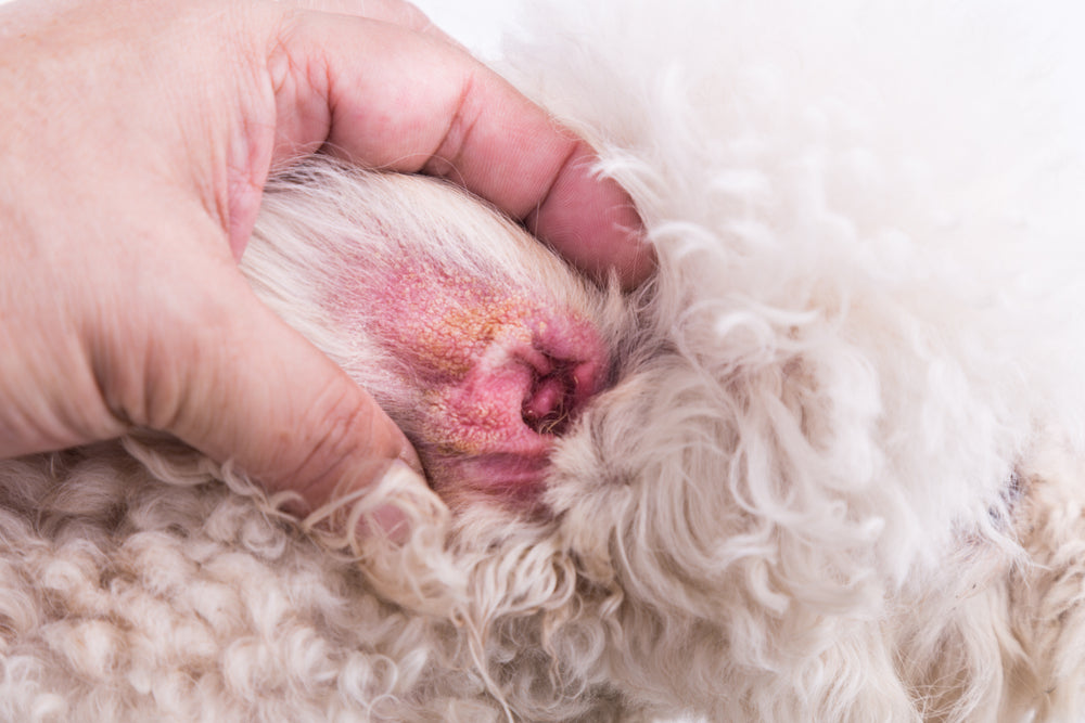 Aural Hematoma in Dogs and Cats – Dr Duncan Houston, 2025 🐶🐱