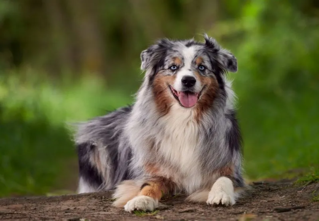 Australian Shepherd Care: Exercise, Training and Health