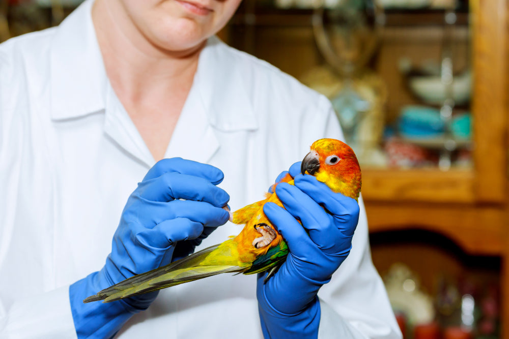 Avian Aspergillosis in Birds: A Vet’s 2025 Guide to Diagnosis, Treatment & Prevention 🐦🩺
