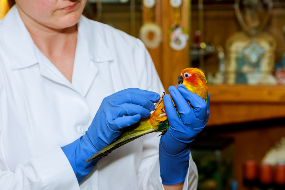 Avian Fractures & Broken Bones: A Vet’s 2025 Emergency Guide 🐦🩺