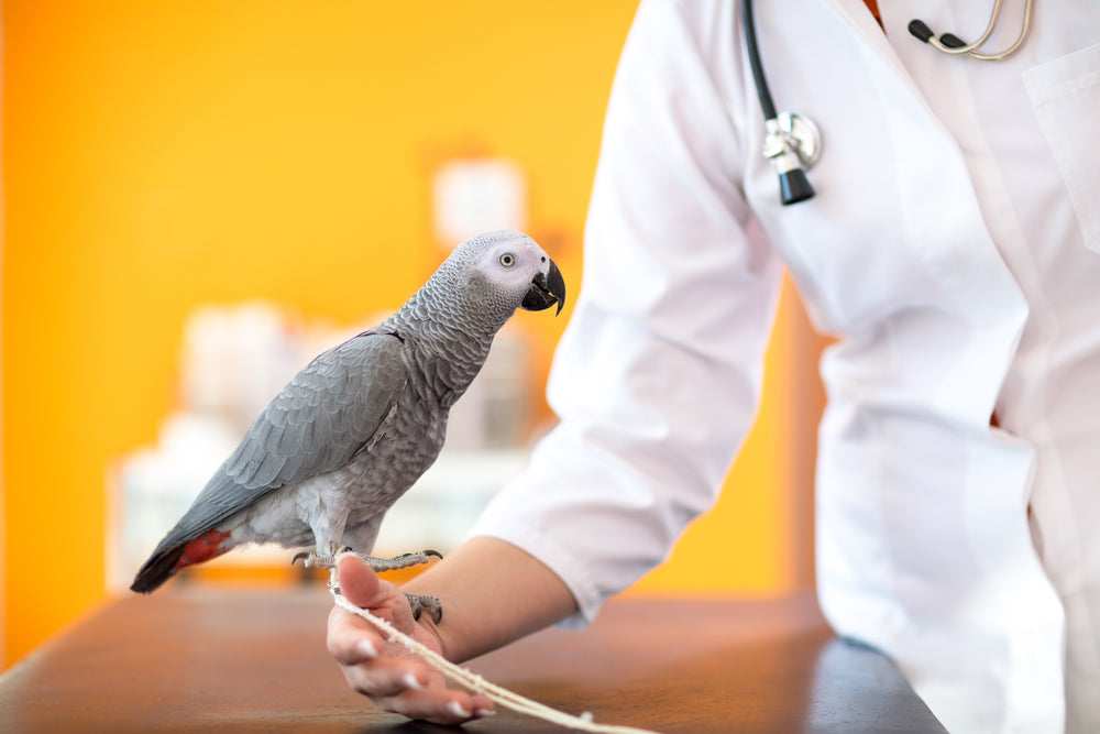 Avian Sarcocystosis: A Vet’s 2025 Guide to Sarcocystis Respiratory & Systemic Disease 🐦🩺