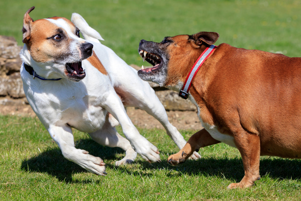 Babesia Infection in Dogs: Vet Guide 2025 – Dr Duncan Houston