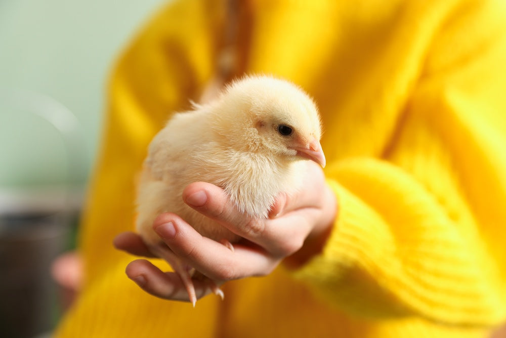 Baby Chick Care 2025 🐣 | Vet Guide by Dr Duncan Houston BVSc
