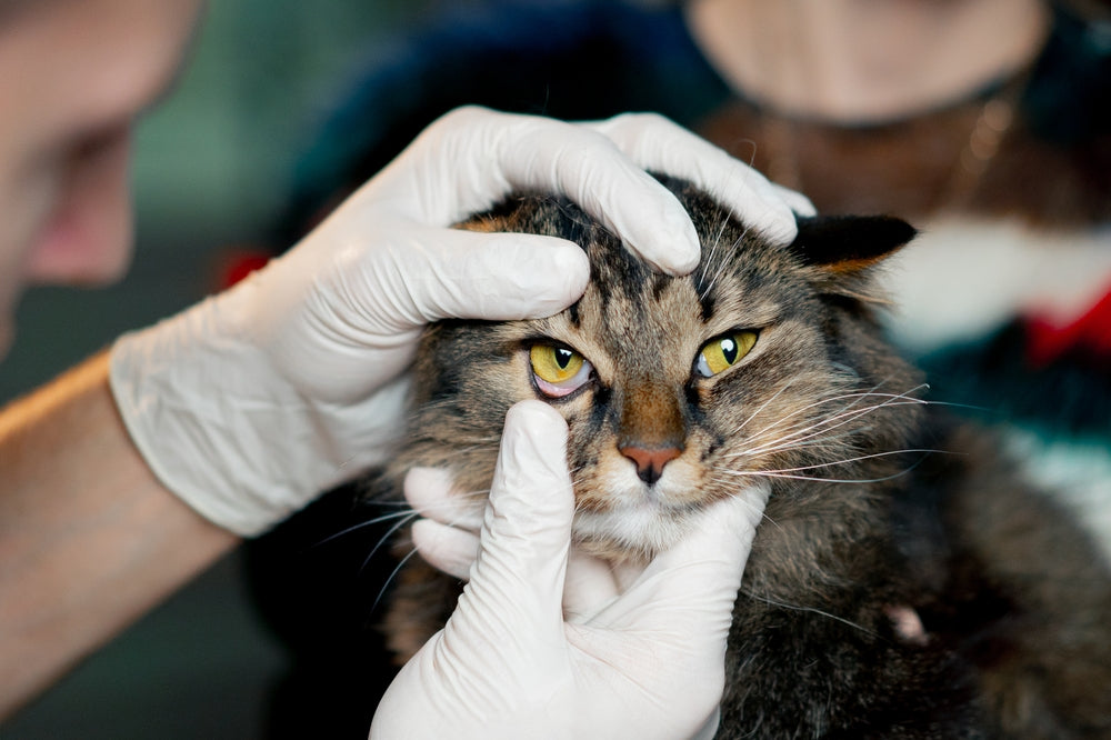 Bacterial Conjunctivitis in Cats: Symptoms, Treatment and When to See a Vet