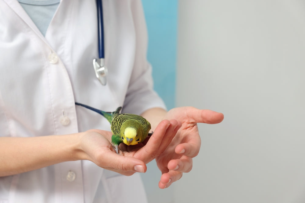 Bacterial Diseases in Pet Birds: A Vet’s 2025 Comprehensive Guide 🐦🩺