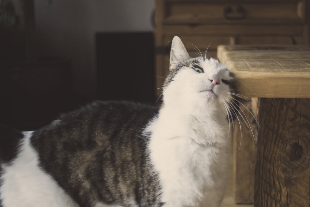 Bacterial Skin Infections (Pyoderma) in Cats: Vet-Approved Guide to Causes, Symptoms & Treatment in 2025 🐱🦠🩺