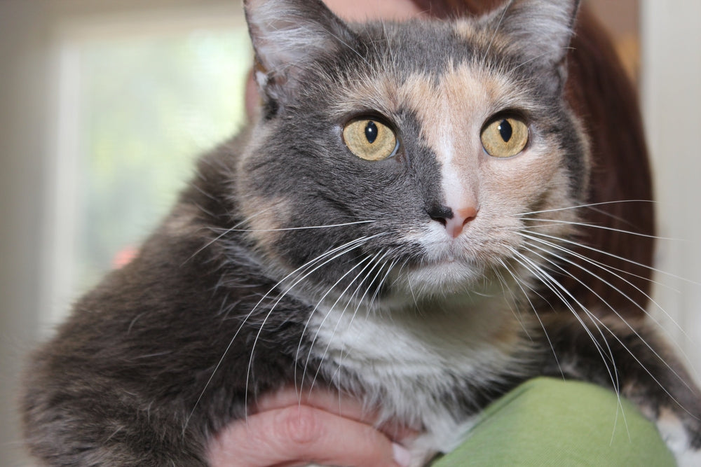 Basal Cell Tumors in Cats: Vet-Approved Guide to Causes, Symptoms & Treatment in 2025 🐱🧬🩺