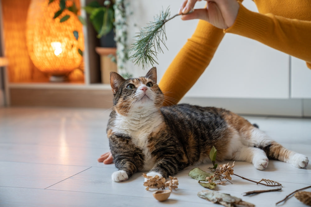 Basic Cat Care Essentials – Vet Guide 2025 🐾🐱