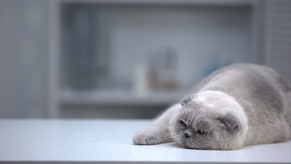 Baylisascaris in Cats: Vet Safety Guide 2025 🐱🦠