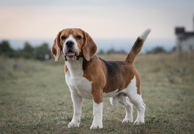 Beagle Care: Scent Work, Training, Feeding and Health