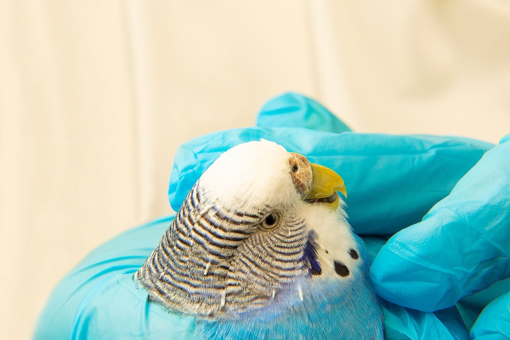 Beak and Feather Disease (PBFD): A Vet’s 2025 Guide to Diagnosis, Care & Prevention 🐦🩺