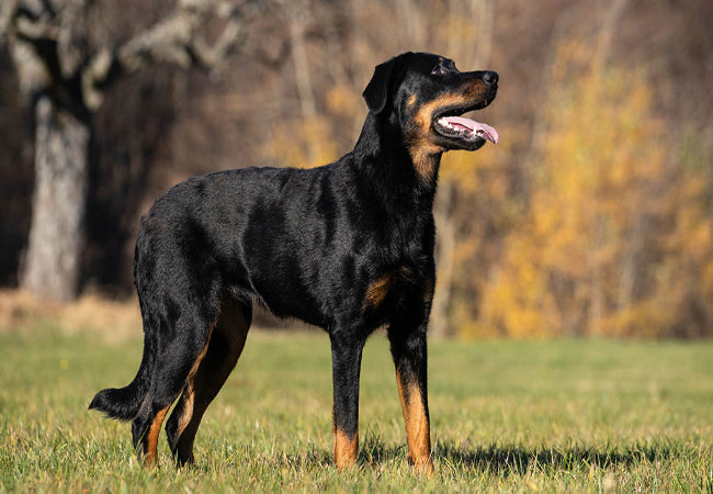 Beauceron Care: Temperament, Training, Exercise and Health