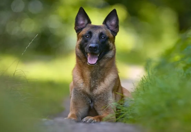 Belgian Sheepdog: Temperament, Training and Daily Care