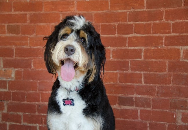 Bernedoodle Care: Coat, Size, Training and Health Expectations