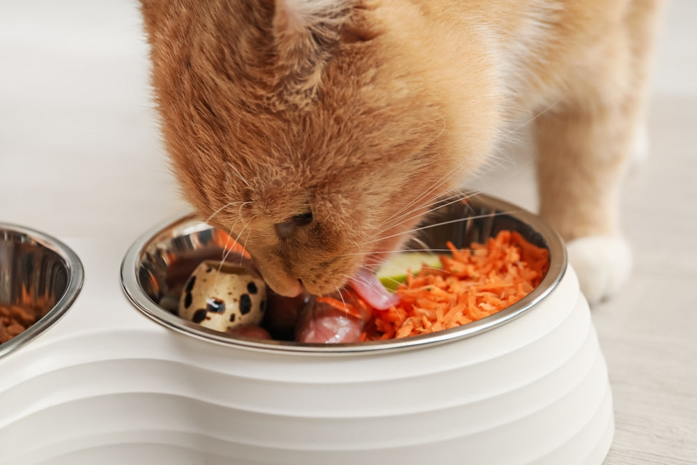 Best Feeding Method for Cats: Meals, Grazing or a Combination?