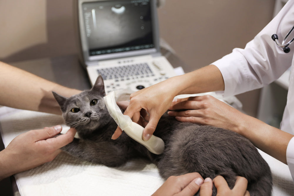 Bile Duct Carcinoma in Cats: Vet-Approved Guide to Causes, Symptoms & Treatment in 2025 🐱🧬🩺