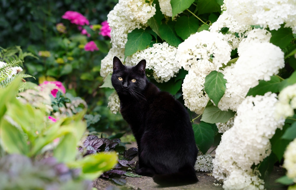 Black Cat Facts – Vet Guide 2025 🖤🐾