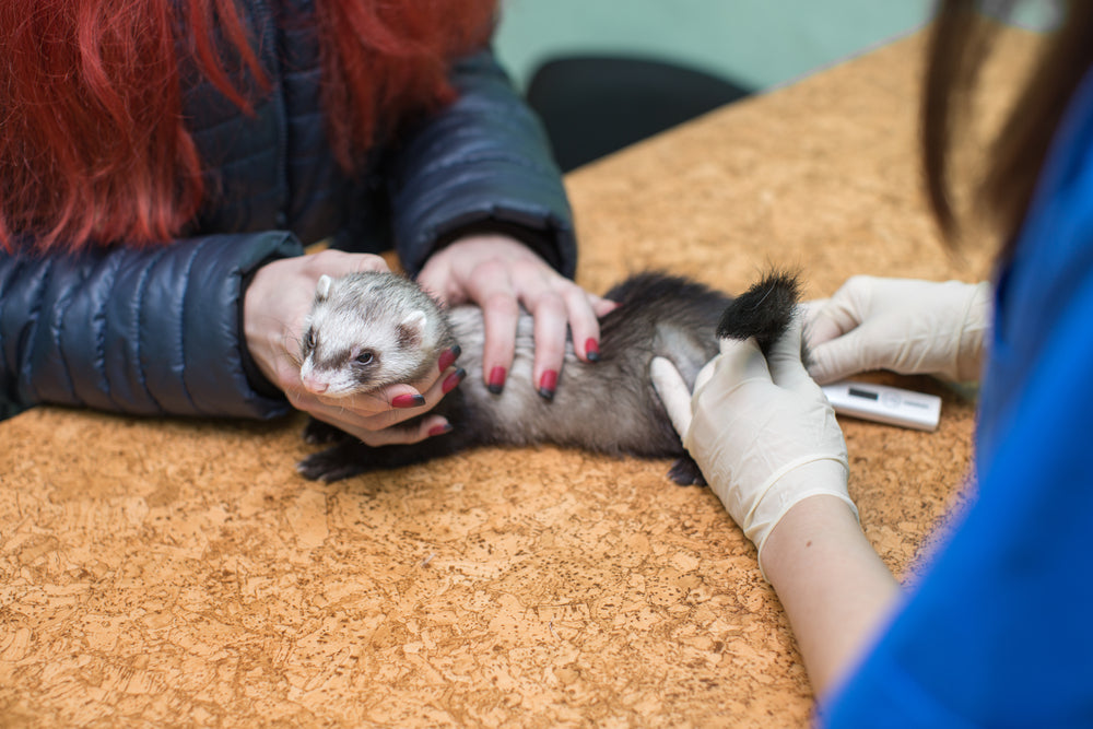 Black, Tarry Stools in Ferrets: When Melena Is an Emergency
