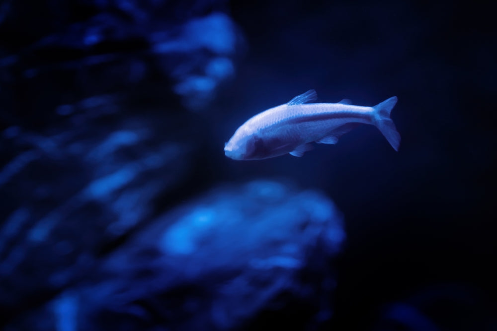 Blind Cave Tetras: Adaptations, Behaviour and Aquarium Planning