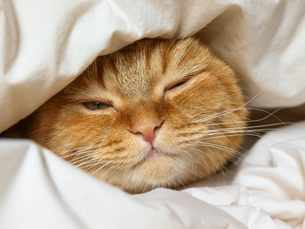 Blind Quiet Eye in Cats: Vet-Approved Guide to Causes, Symptoms & Treatment in 2025 🐱👁️🧠