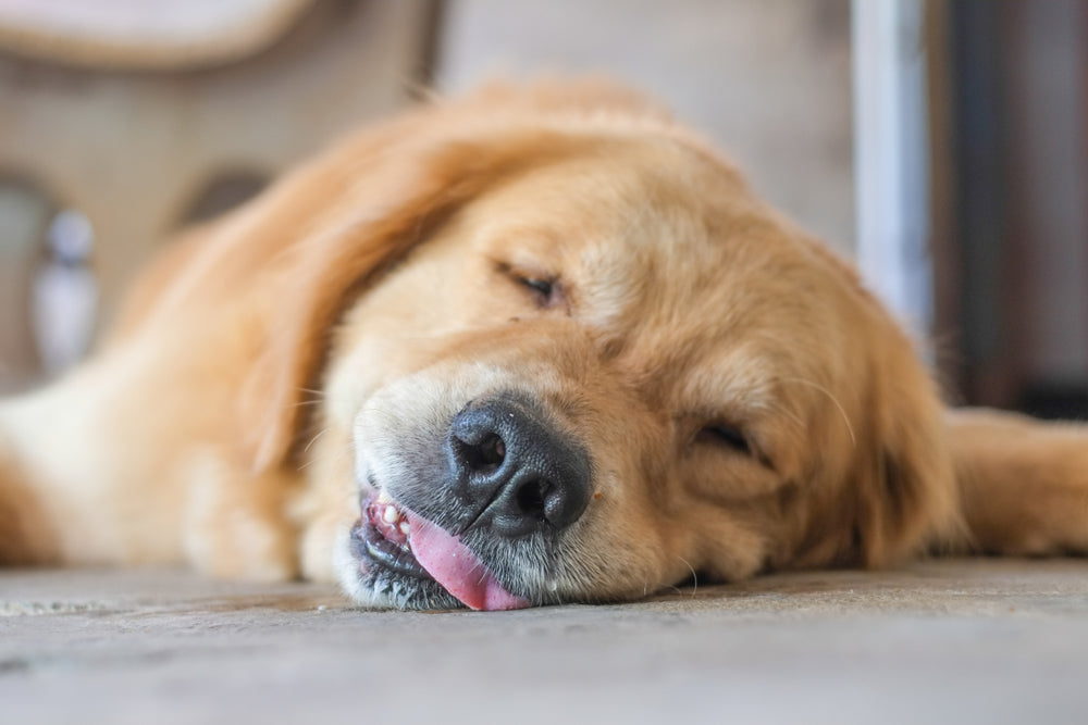Bloat in Dogs: 2025 Vet Emergency Guide to GDV, First Aid & Prevention 🐶⏱️