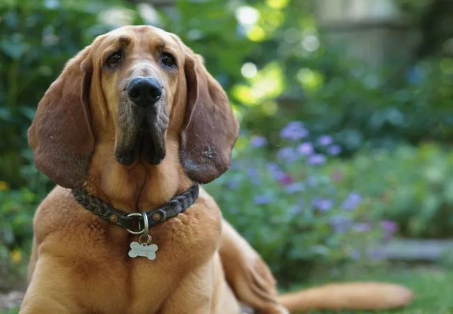 Bloodhound Care: Scent Work, Skin Care and Bloat Awareness