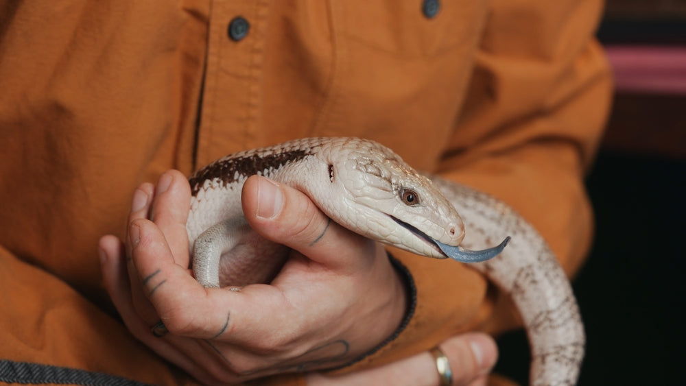 Blue-Tongued Skink Care: Housing, Diet and Health