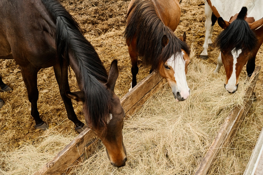 Botulism in Horses: 2025 Vet Guide to Diagnosis, Treatment & Prevention by Dr Duncan Houston 🐴🩺