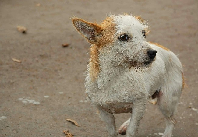 Bowel Incontinence in Dogs: Vet-Approved Causes, Symptoms & Treatments (2025 Guide) 🩺🐾