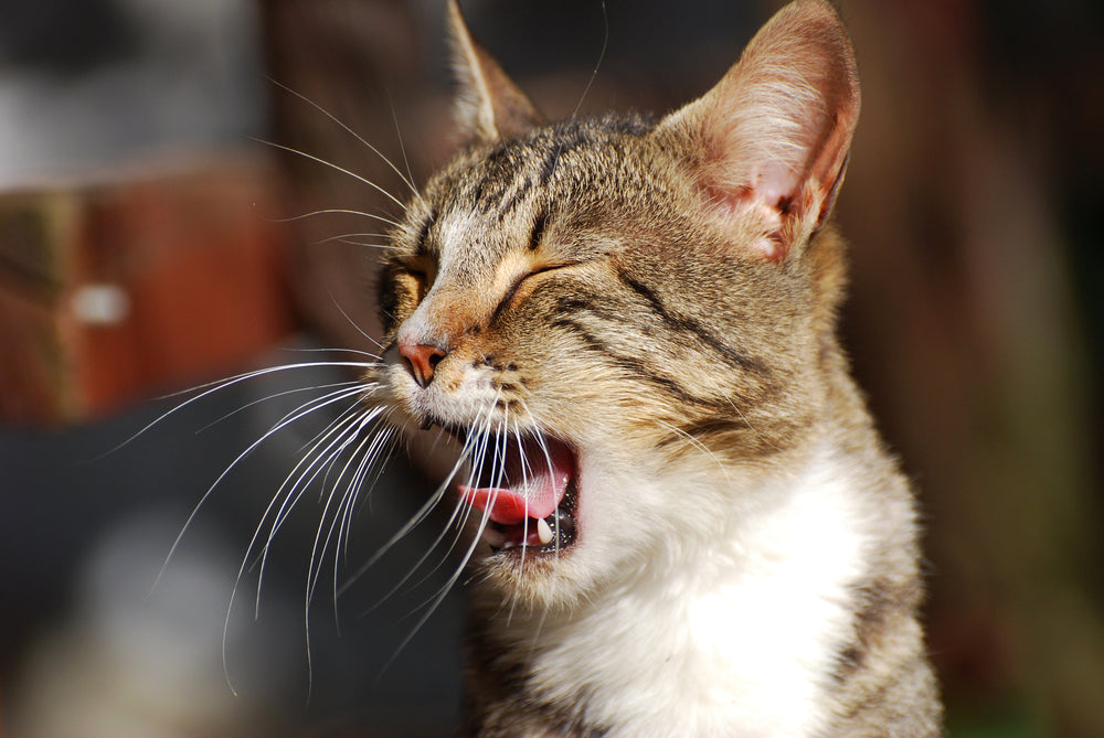 Brachycephalic Airway Syndrome in Cats: Vet-Approved Causes, Symptoms & Treatment Guide for 2025 🐱🫁