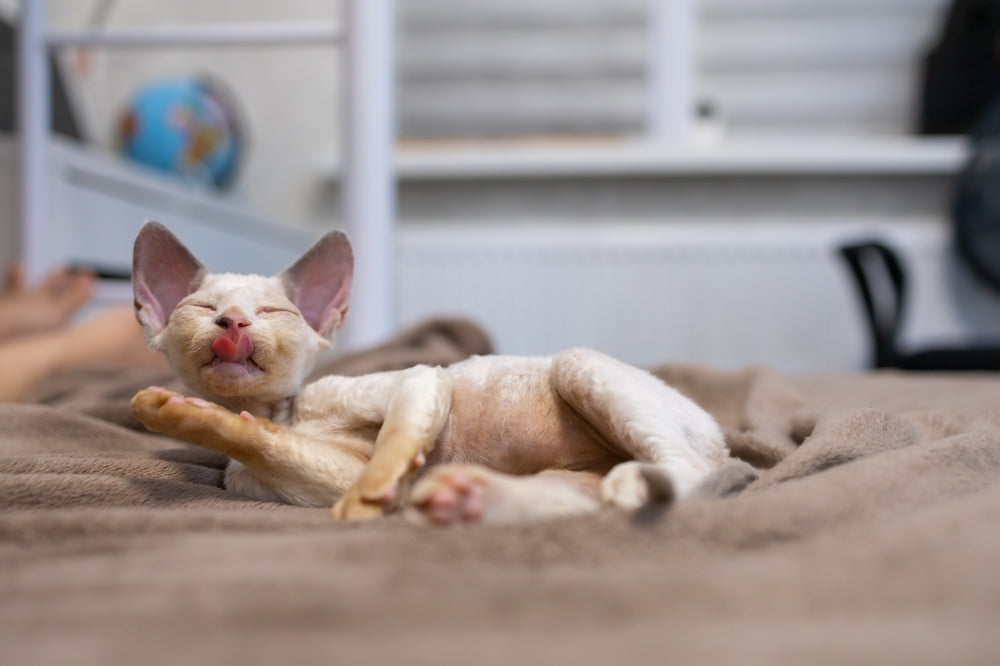 Bringing Home a Rex Cat: Coat Care, Settling In and Health Checks
