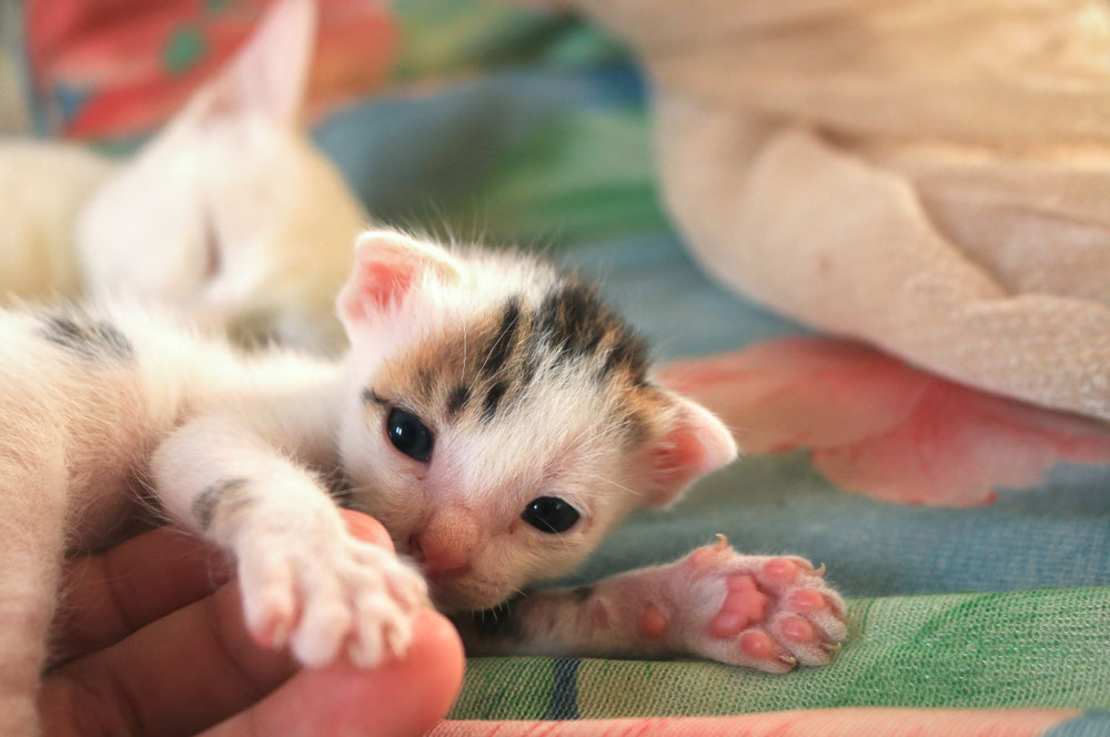 Bringing a New Kitten Home: Safe Settling and Introductions