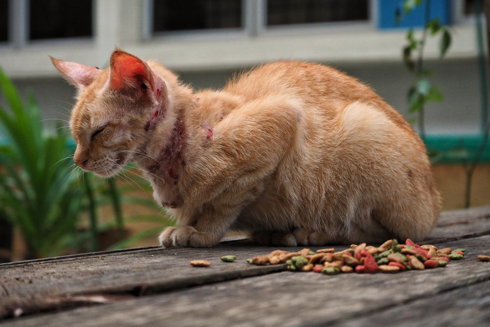 Bruising in Cats Vet Guide 2025