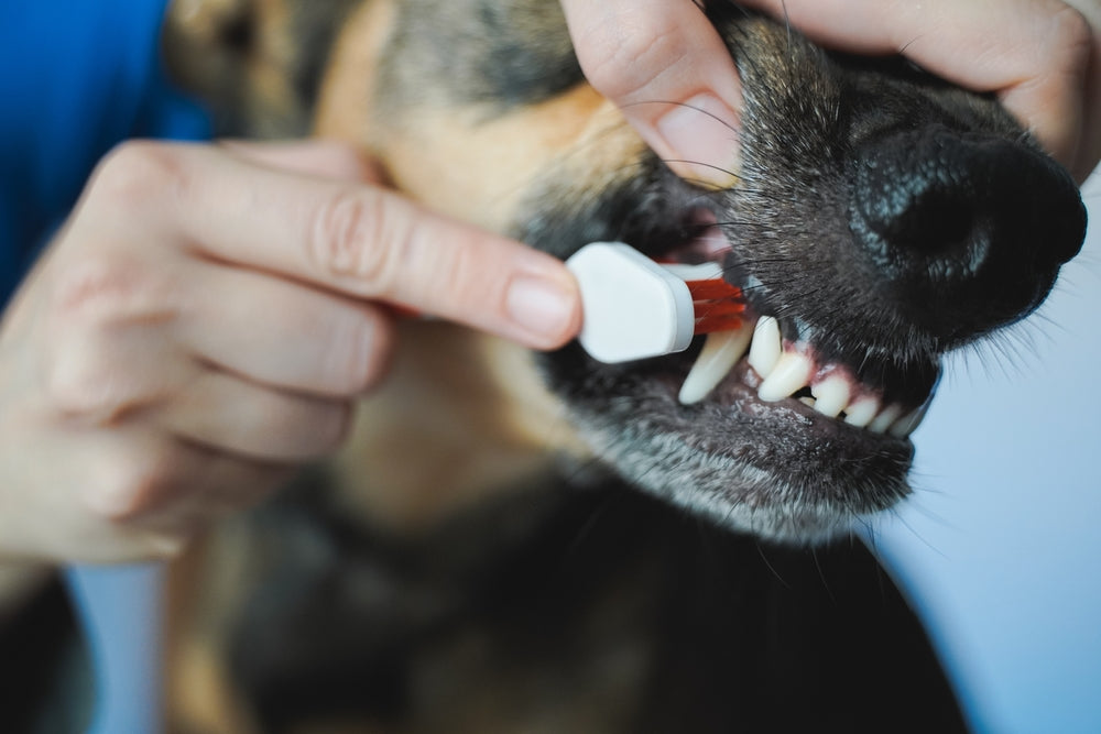Brushing Your Dog’s Teeth: A 2025 Vet Guide to Canine Dental Care 🪥🐶