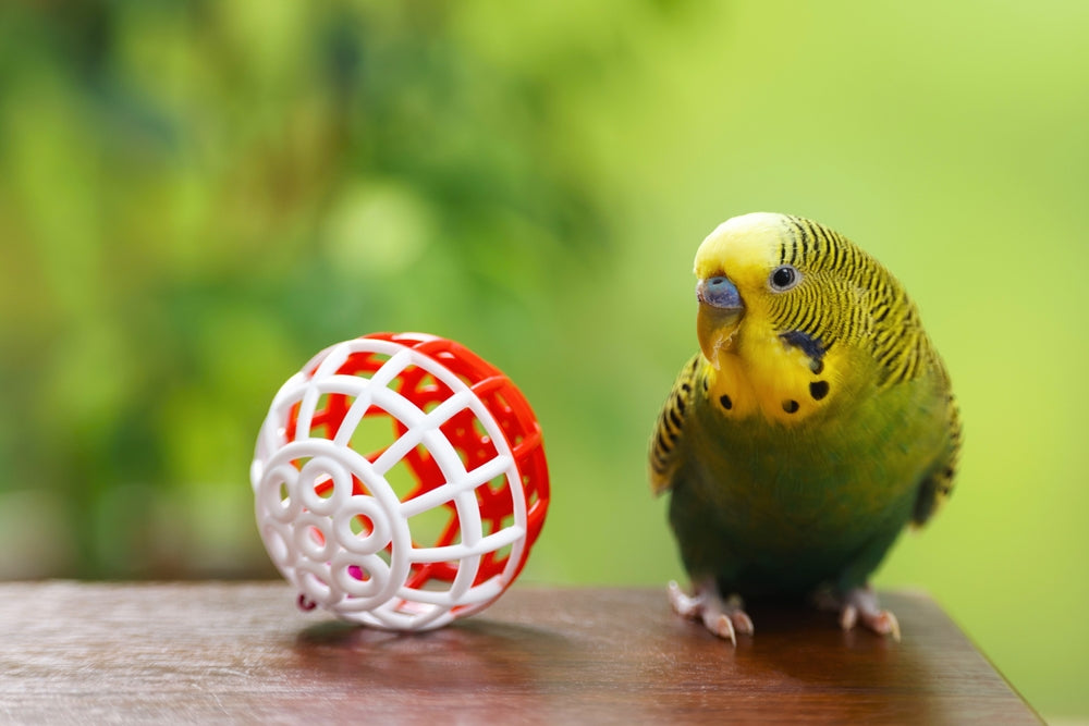 Budgerigar (Budgie) Care 2025 🐦 | Vet Guide by Dr Duncan Houston BVSc