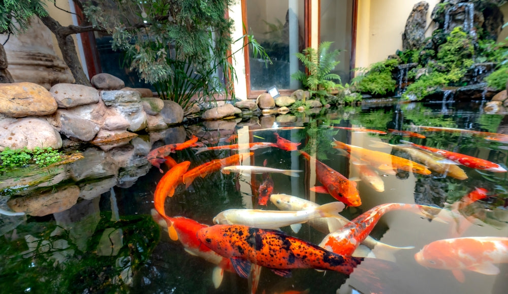 Building a Koi Pond: Vet Guide 2025 🐟🩺
