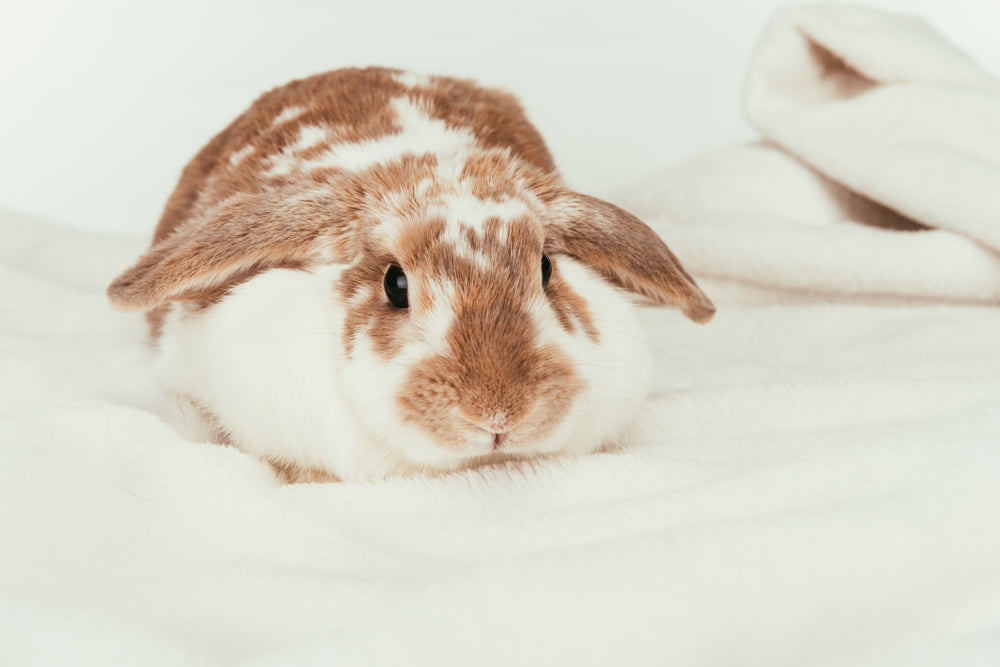 Rabbit Body Language: Understanding Flops, Binkies, Thumps and Other Signals