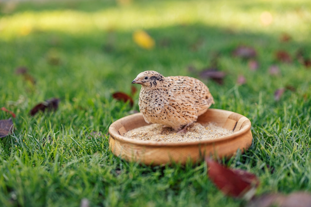Button Quail Care 2025 🐦 | Vet Guide by Dr Duncan Houston BVSc