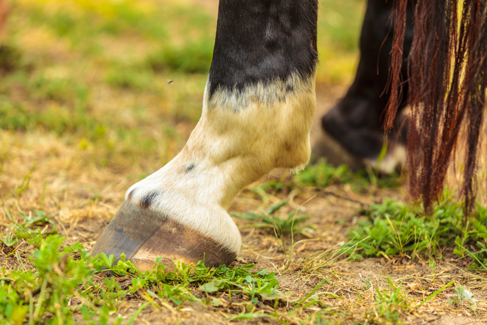Buttress Foot in Horses: 2025 Vet Guide by Dr Duncan Houston 🐴🦶