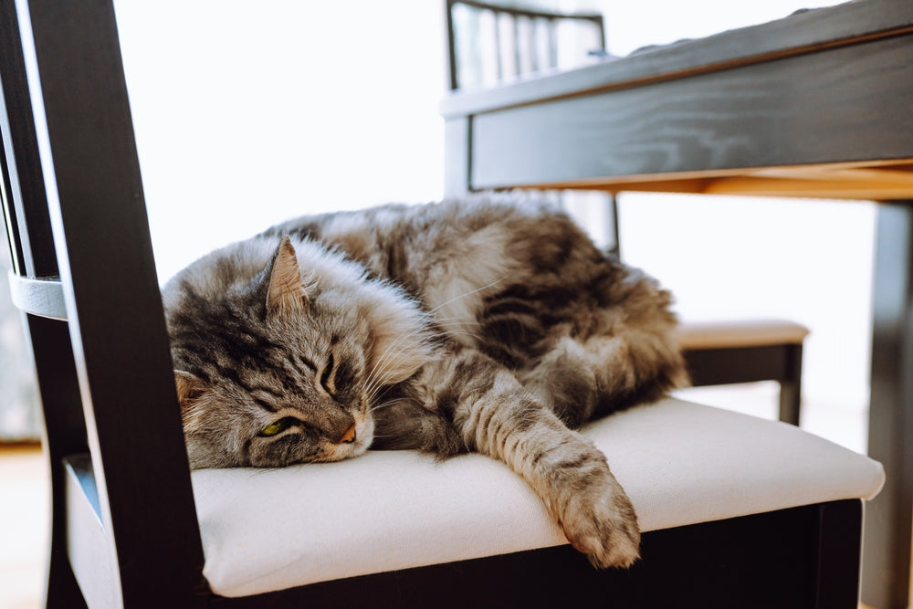 Campylobacter in Cats: Diarrhoea, Testing and Hygiene