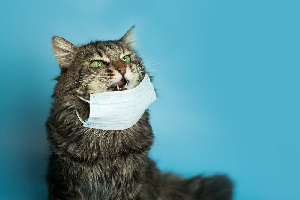 Can Cats and Ferrets Catch SARS?
