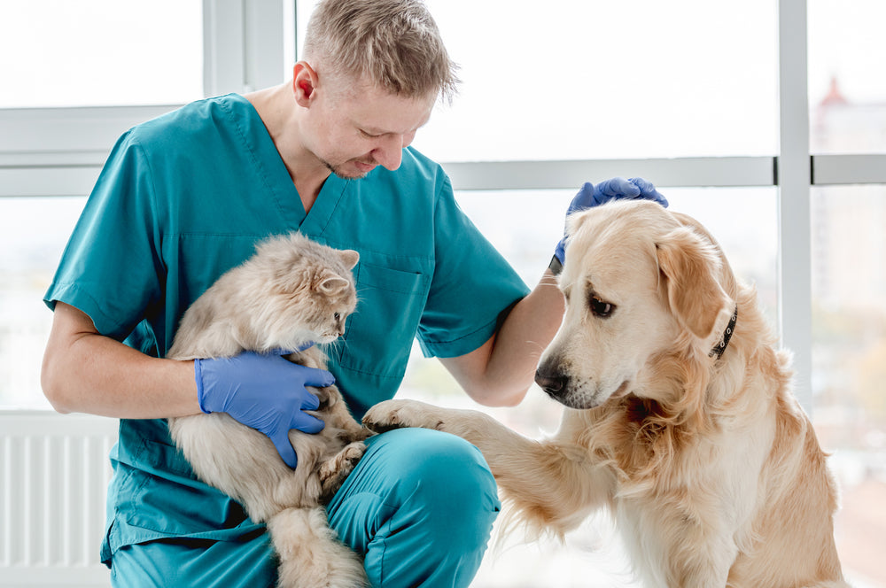 Can Dogs and Cats Get C. diff? Symptoms, Testing and Human Risk