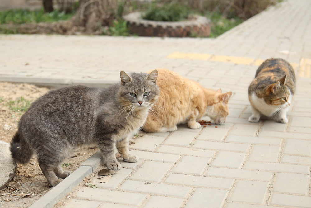 Can Stray and Street Cats Become Pets?